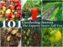 101 Gardening Secrets The Experts Never Tell You - Gardens