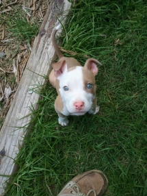 Adorable Pitbull Puppy - Adorable Dog Pics