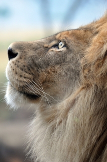 African Lion - Most beautiful animals