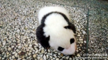 Baby panda Shu Fen is one and a half months old. - Panda