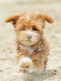Beach doggie - Adorable Dog Pics