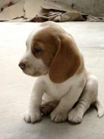 Beagle Puppy - Pets