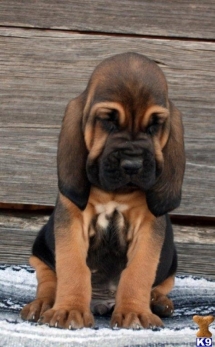 Bloodhound Puppy - Pets