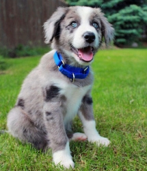 Blue Merle Border Collie puppy - Pets