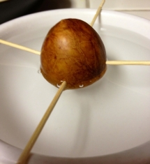 Grow Your Own Avocado Tree - Food & Drink