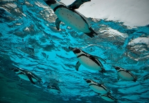 Penguin. <3 - Nature & Animals