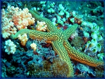 Starfish - Animals-Fish