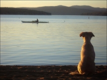 Dog picture - Photography I love