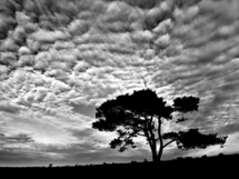 Tree and Clouds - Amazing black & white photos
