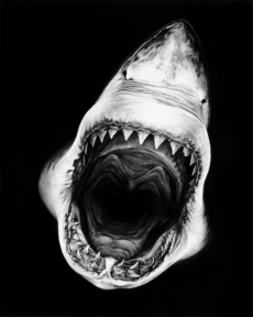 Lookin' down the gullet of a man-eater - Fantastic Photography 