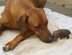 Dog with a piglet - Adorable Dog Pics