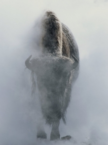 Ghostly bison emerging from steam - Decorative Art