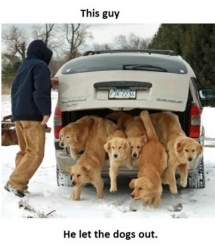 Who let the dogs out?  This guy. - Funny Pics
