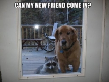 Dogs make the most interesting friends - Adorable Dog Pics