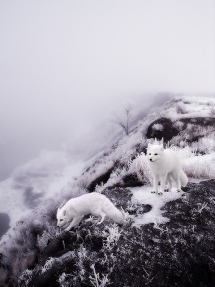 Winter Arctic Foxes - Nature & Animals