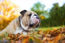 Bulldog in the leaves - Pets