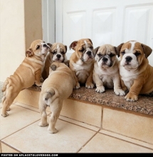 Bulldog Puppies - Pets