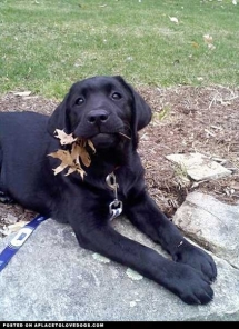 Cute Black Lab Puppy With A Leaf - Adorable Dog Pics