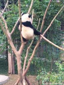 Do you want to climb the tree? I can teach you. - Panda