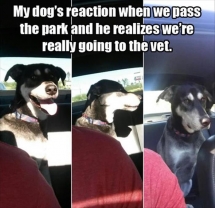 Dog Reaction Funny - Funny