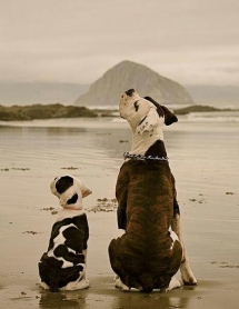 dogs on the beach - Adorable Dog Pics
