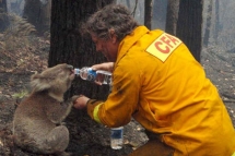 Firefighter gives water to a koala during bushfires in Australia - Amazing photos