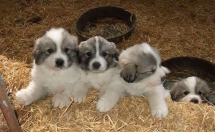 Great Pyrenees puppies - Pets
