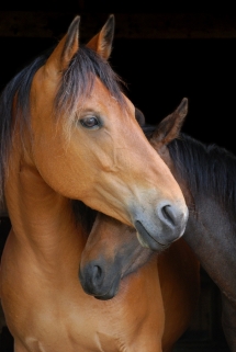 Horses - Beautiful Animals