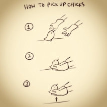 How to pick up chicks - Funny comics