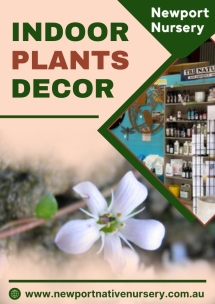 Indoor Plants Decor - Newport Native Nursery - Native Nursery