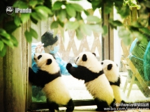Nanny, we don't want to go to school, we liking stay at home - Panda