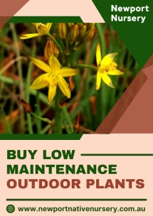 Newport Native Nursery - Native Nursery