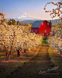 Red Barn in a pear orchard - Barns
