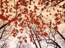 Red Maple and Autumn Sky - Art for home and cottage