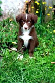 Red & White Border Collie puppy - Adorable Dog Pics