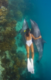 Snorkeling with Dolphins - Snorkeling 