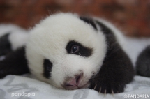 So happy that tomorrow is the weekend - Panda