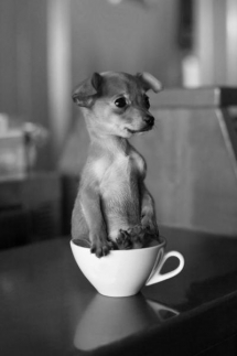 Teacup Puppy - Dogs do the darndest things