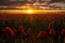 Tulip Sunrise by Candace Bartlett - Amazing photos