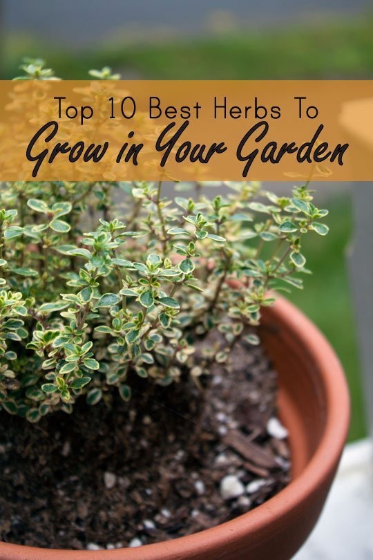 10 best herbs to grow