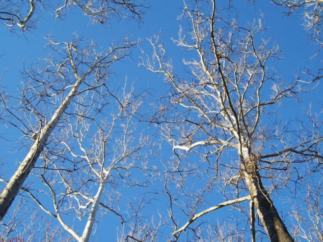 American Sycamore Tree - Image 3