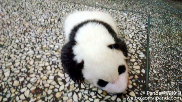 Baby panda Shu Fen is one and a half months old.