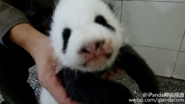 Baby panda Shu Fen is one and a half months old. - Image 3