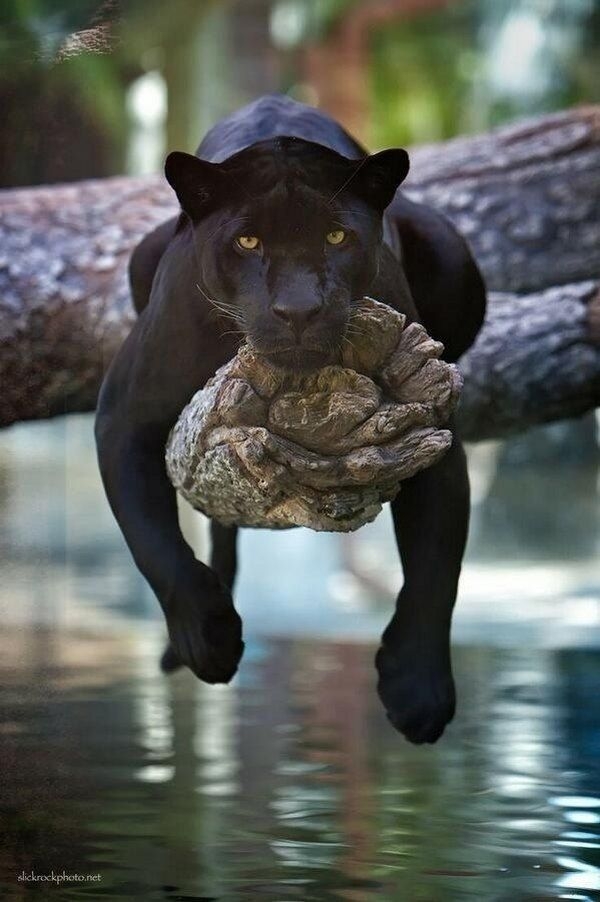 Black Panther - FaveThing.com