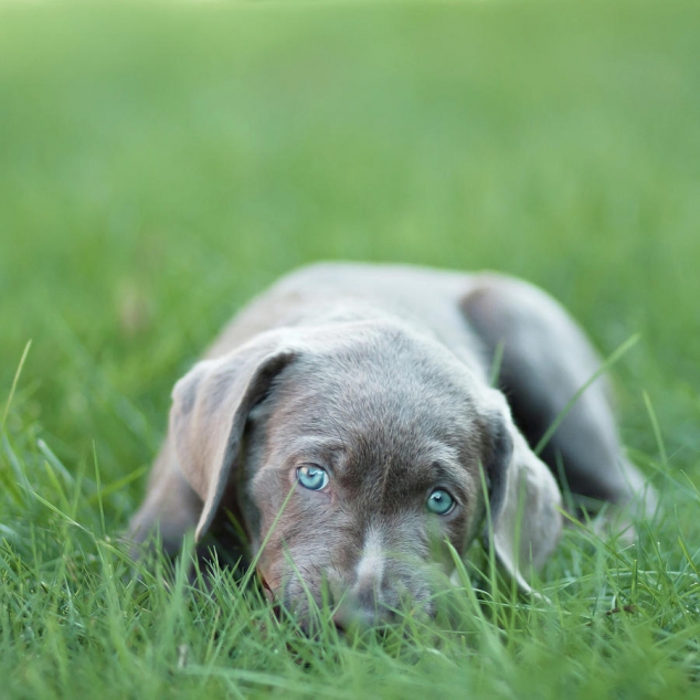 Cute photo of a silver lab puppy
