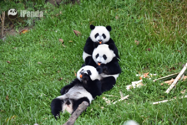 Do you want to hug a bunch of pandas?