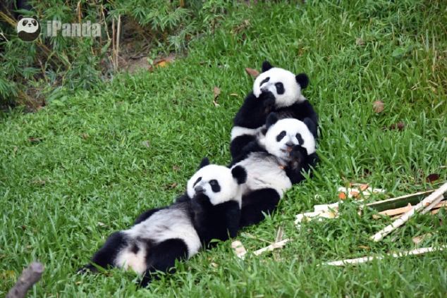 Do you want to hug a bunch of pandas? - Image 3