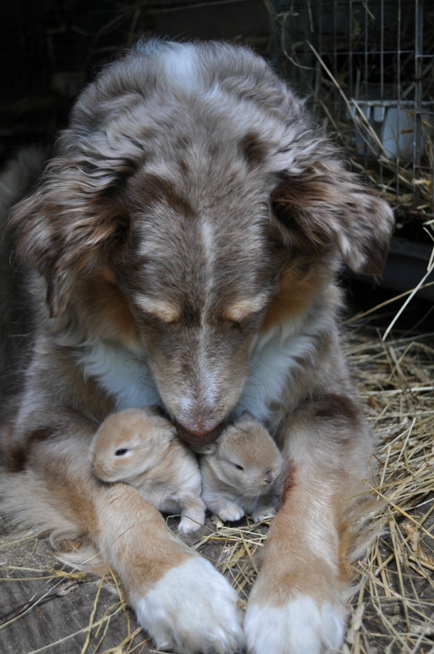 Dog with baby bunnies