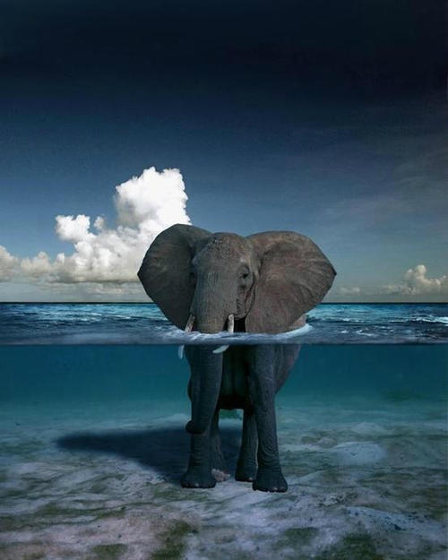Elephant swimming in the ocean [photo]