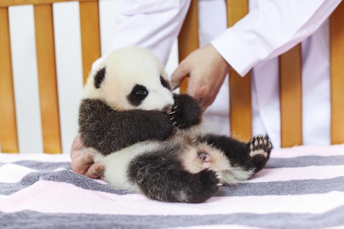 I am a Two-month-old female giant panda who named Hua Sheng or Peanut in English. - Image 2